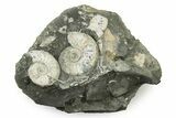 Jurassic Ammonite (Kosmoceras) Cluster - England #243469-2